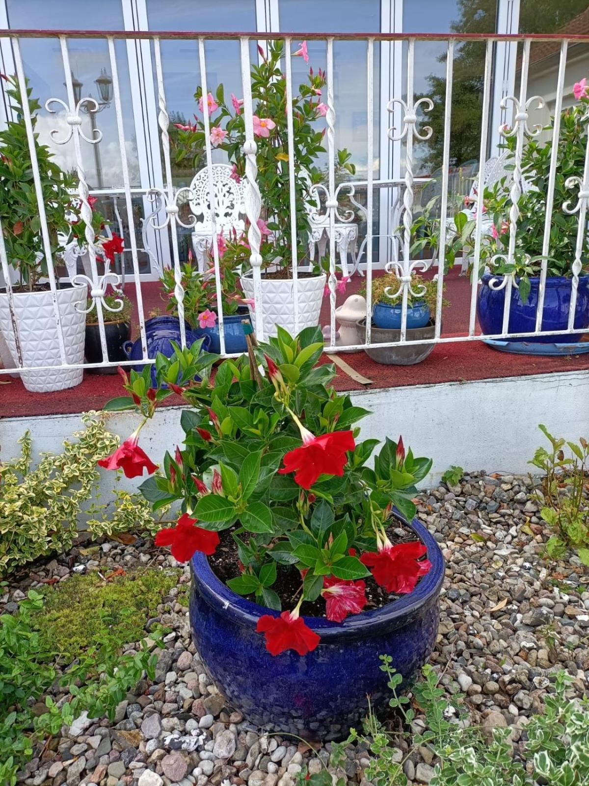 Hotel Perle Am Bodden Ribnitz-Damgarten Esterno foto